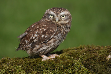 Fototapeta premium Little Owl (athene noctua) 