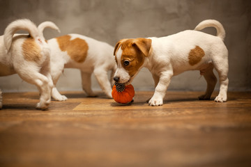 Jack Russell Terrier puppies are played on the wooden floor against a gray wall.
