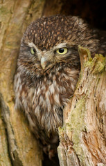 Little Owl (athene noctua) 