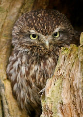 Little Owl (athene noctua) 