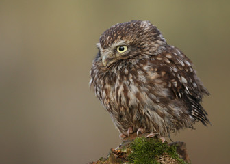 Little Owl (athene noctua) 