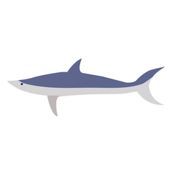 Shark flat illustration on white