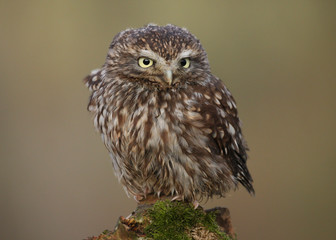 Little Owl (athene noctua) 