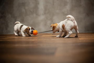 Two puppies of breed Jack Russell Terrier are played with a toy with an orange ball pulling it on...