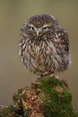 Little Owl (athene noctua) 