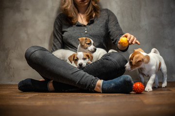 Jack Russell terrier puppies climbed onto the girl's knees on a wooden floor next to a dog toy on a gray wall.
