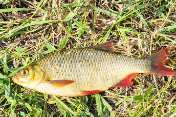 Fish with red fins on the grass
