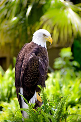 Majestic Bald Eagle
