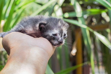 a cute new born kitten (age 7 days mixed orange-black color) lying in hand with green nature blurred background.