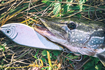 Pike on grass with bait in a mouth