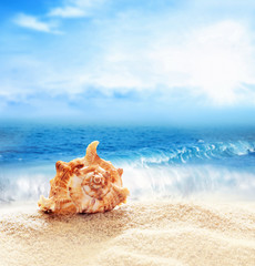 Fototapeta na wymiar Summer beach. Seashell on a sand and ocean as background.