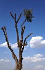 cineraria tree on meadow sky and clouds