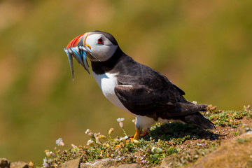 Puffin (fratercula arctica) on Skomer Island, Pembrokeshire, Wales, UK