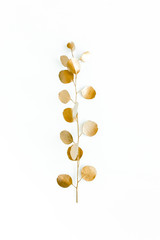 Golden branch, leaf eucalyptus on white background. Minimal concept. flat lay, top view