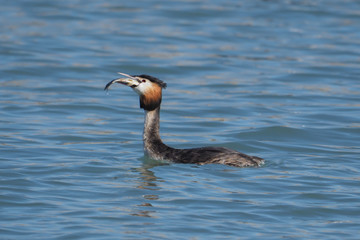 Great crested grebe (Podiceps cristatus), eat a fish