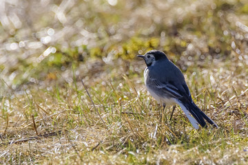 white wagtail
