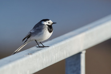 white wagtail