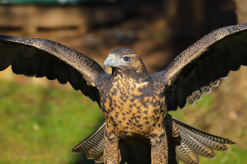 Grey Buzzard Eagle bird of prey