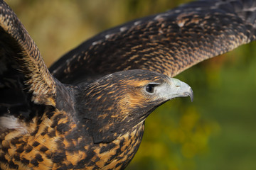 Grey Buzzard Eagle bird of prey
