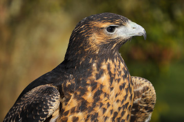Grey Buzzard Eagle bird of prey