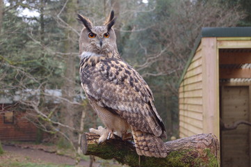 eagle owl european