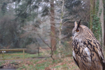 eagle owl