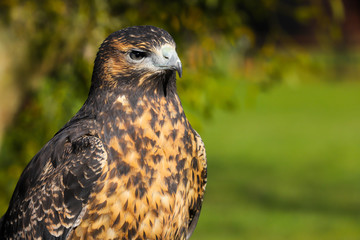 Grey Buzzard Eagle bird of prey