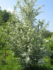 Fototapeta na wymiar Blossoming Sambucus Nigra ( Adoxaceae family) . Elder or Elderberry or Black elder or European elder flowering plant