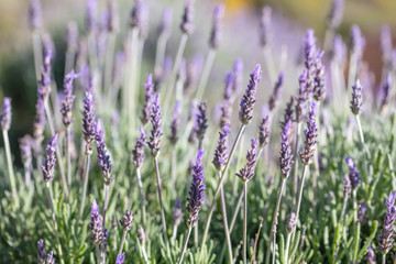 Lavender flowers, Closeup view of a lavender field blooming in spring