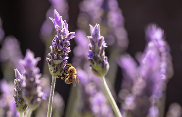 Bee on a lavender flower, Closeup view of a bee pollinating a lavender blossom