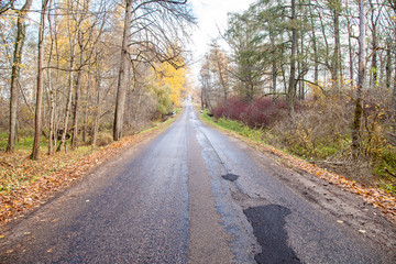 old asphalt road in the forest