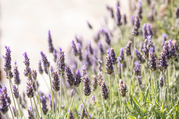 Lavender flowers, Closeup view of a lavender field blooming in spring