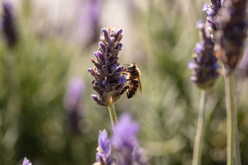 Bee on a lavender flower, Closeup view of a bee pollinating a lavender blossom