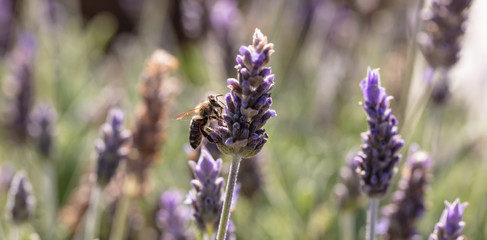 Bee on a lavender flower, Closeup view of a bee pollinating a lavender blossom