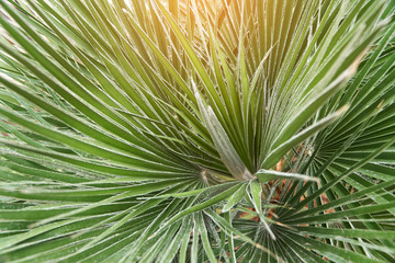 Beautiful tropical leaf texture, green foliage natural background of green grass and exotic leaves garden