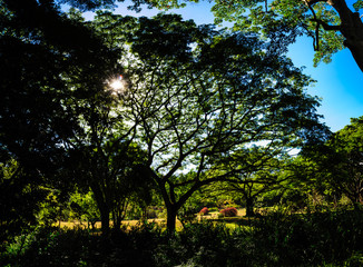 Tropical Photos Plants and trees