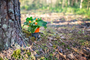 A bouquet  of cloudberries stands in a hiking mug, on the ground at the trunk of a pine tree, against the background of the forest, on a summer day.