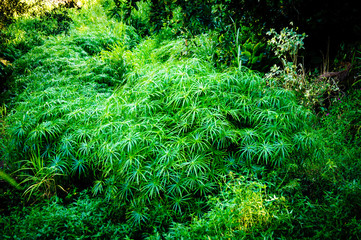 Tropical Photos Plants and trees