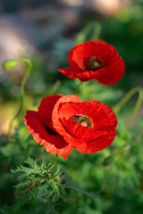 red poppies in a field