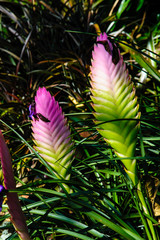 Beautiful Tropical pink leaves