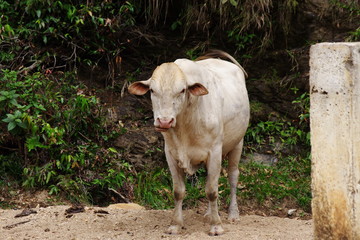 Cow in nature