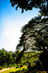 Beautiful Tropical silhouetted tree and sky