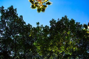 Beautiful Tropical trees