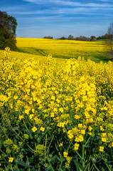 Blooming rapeseed field