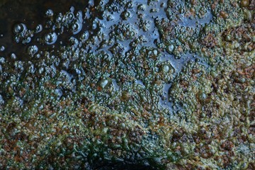 Old White stone wall with green moss texture background