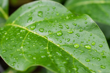 Green Leaf With Water