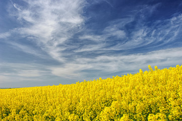 Fototapeta premium Blooming rapeseed field with dramatic sky