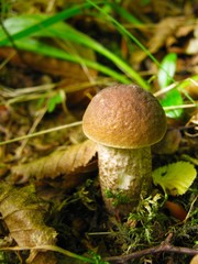 close-up, beautiful edible mushroom growing in the forest