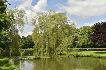 L'arbre au feuillage pendant jusque dans l'eau à l'entrée de l'étang principal du domaine provincial de Vrijbroekpark à Malines