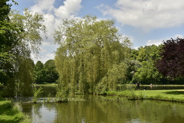 L'arbre au feuillage pendant jusque dans l'eau à l'entrée de l'étang principal du domaine provincial de Vrijbroekpark à Malines